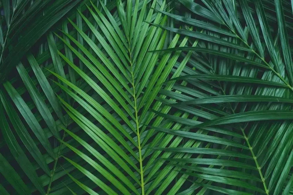 Flat Lay Photo Backdrop