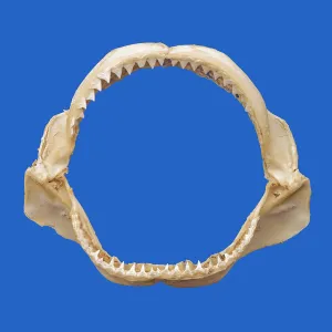 Java Shark Jaws PE7G