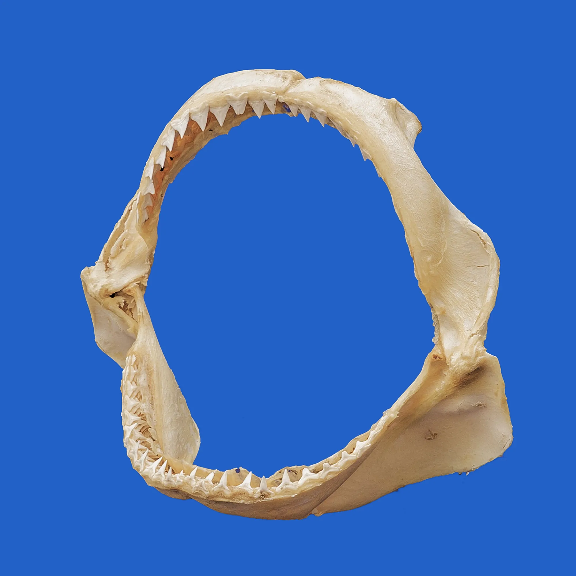 Java Shark Jaws PE7G