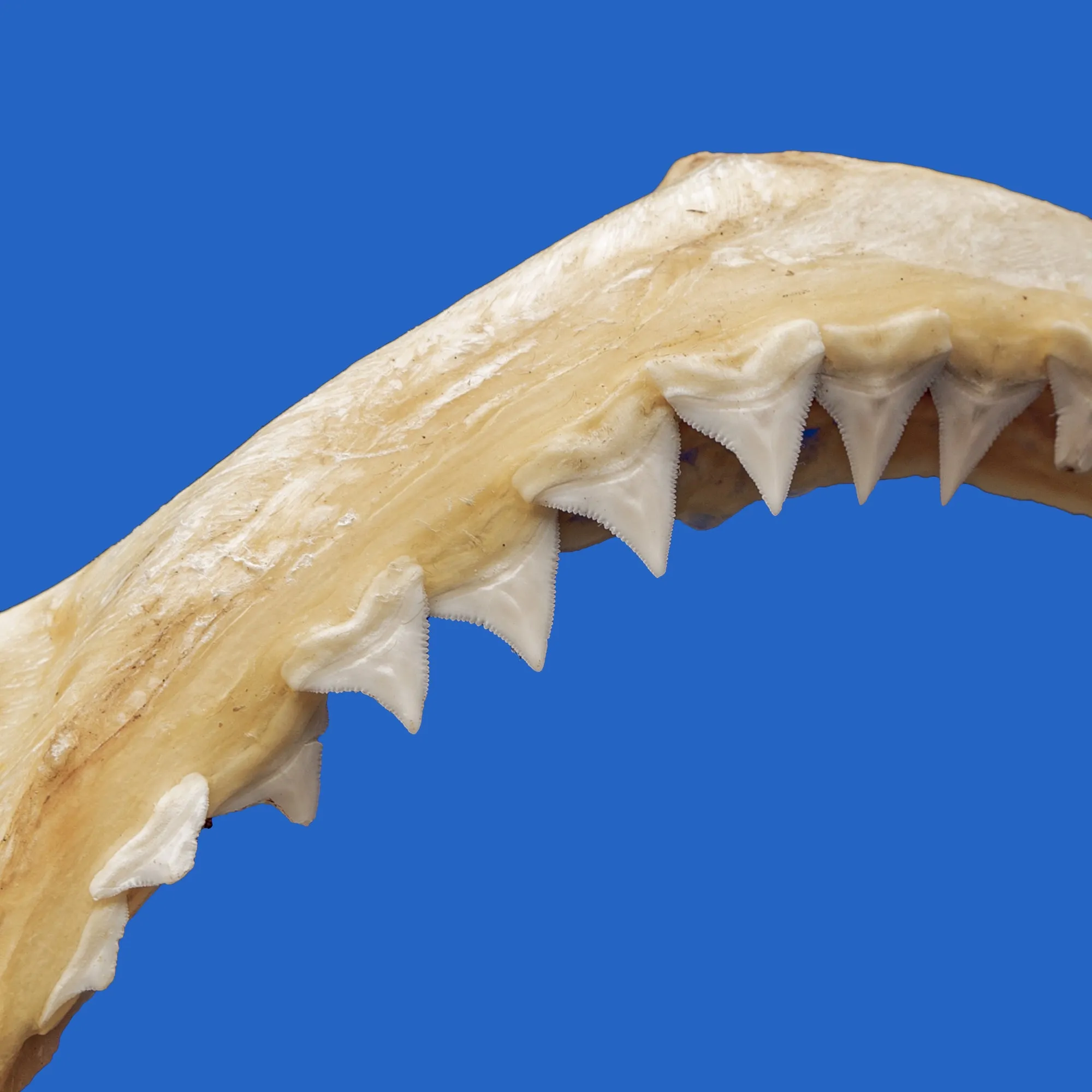 Java Shark Jaws PE7G