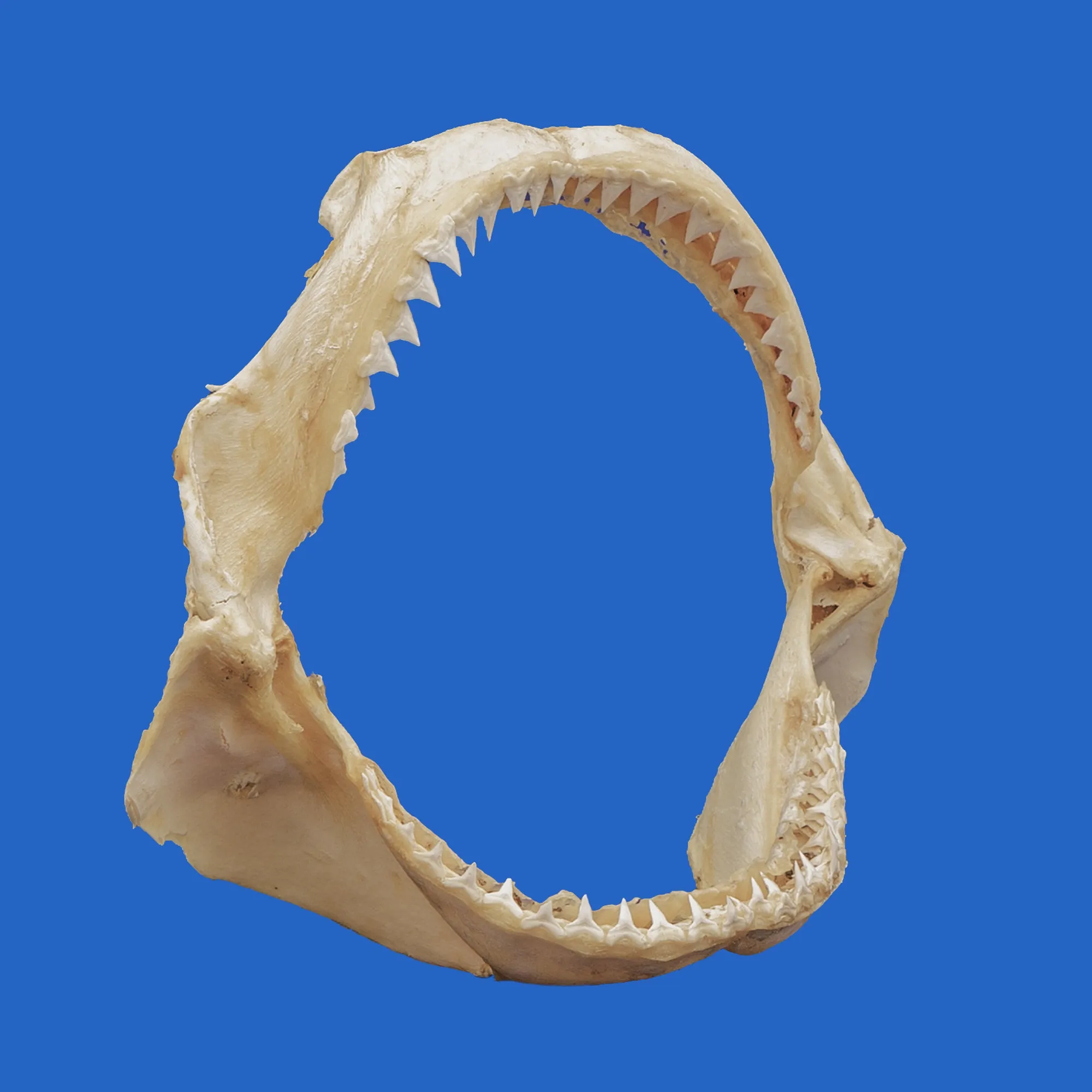 Java Shark Jaws PE7G