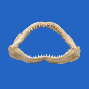 Lemon Shark Jaws LS4