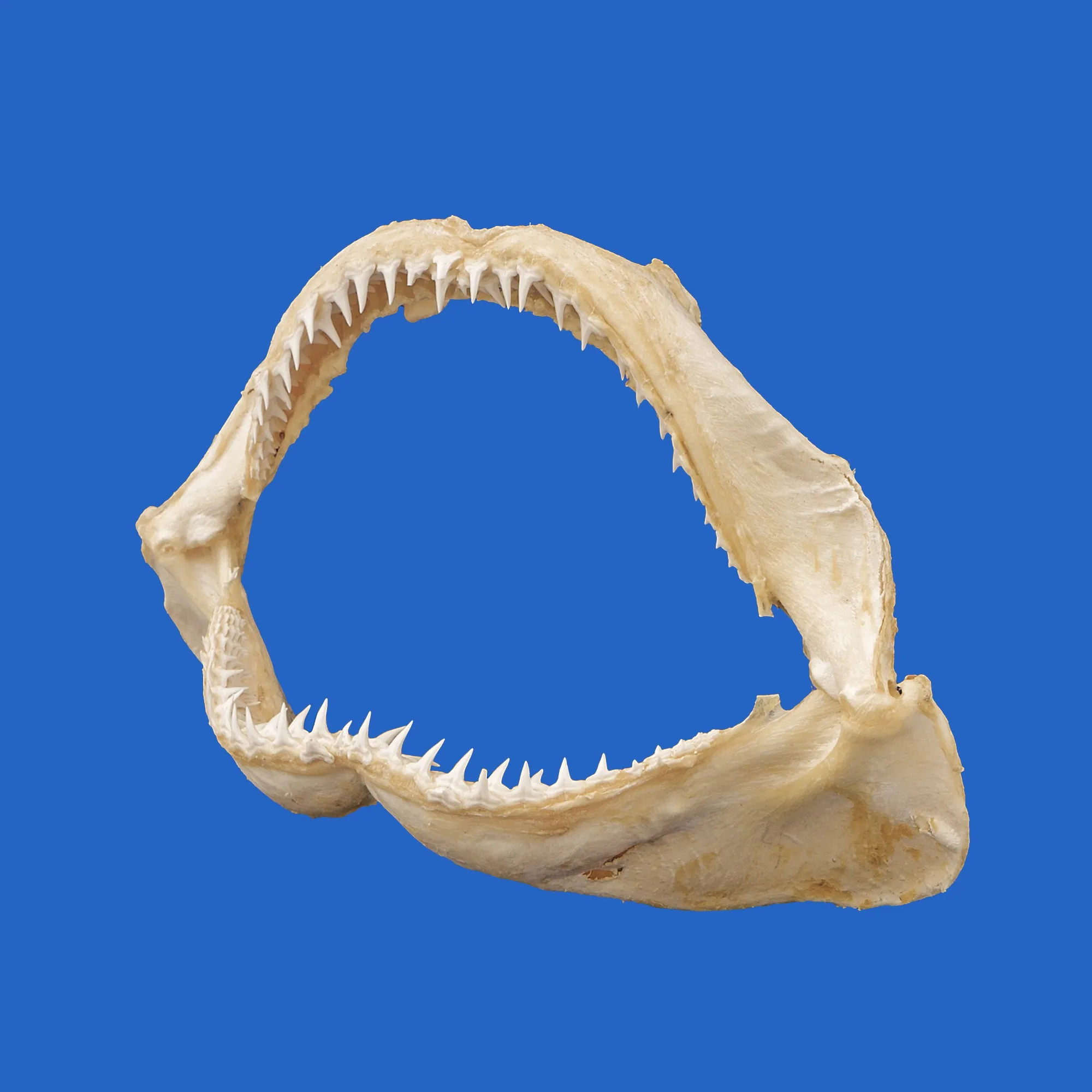 Lemon Shark Jaws LS4