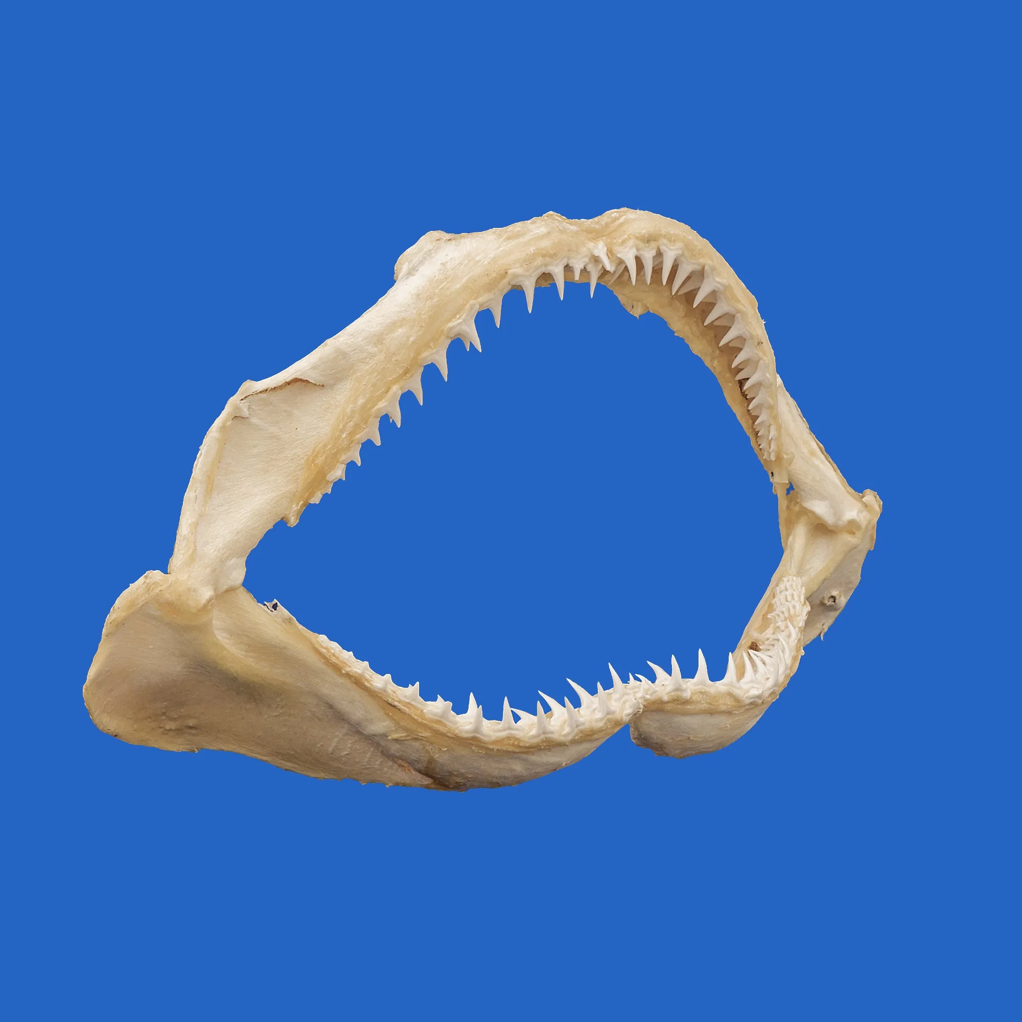 Lemon Shark Jaws LS4