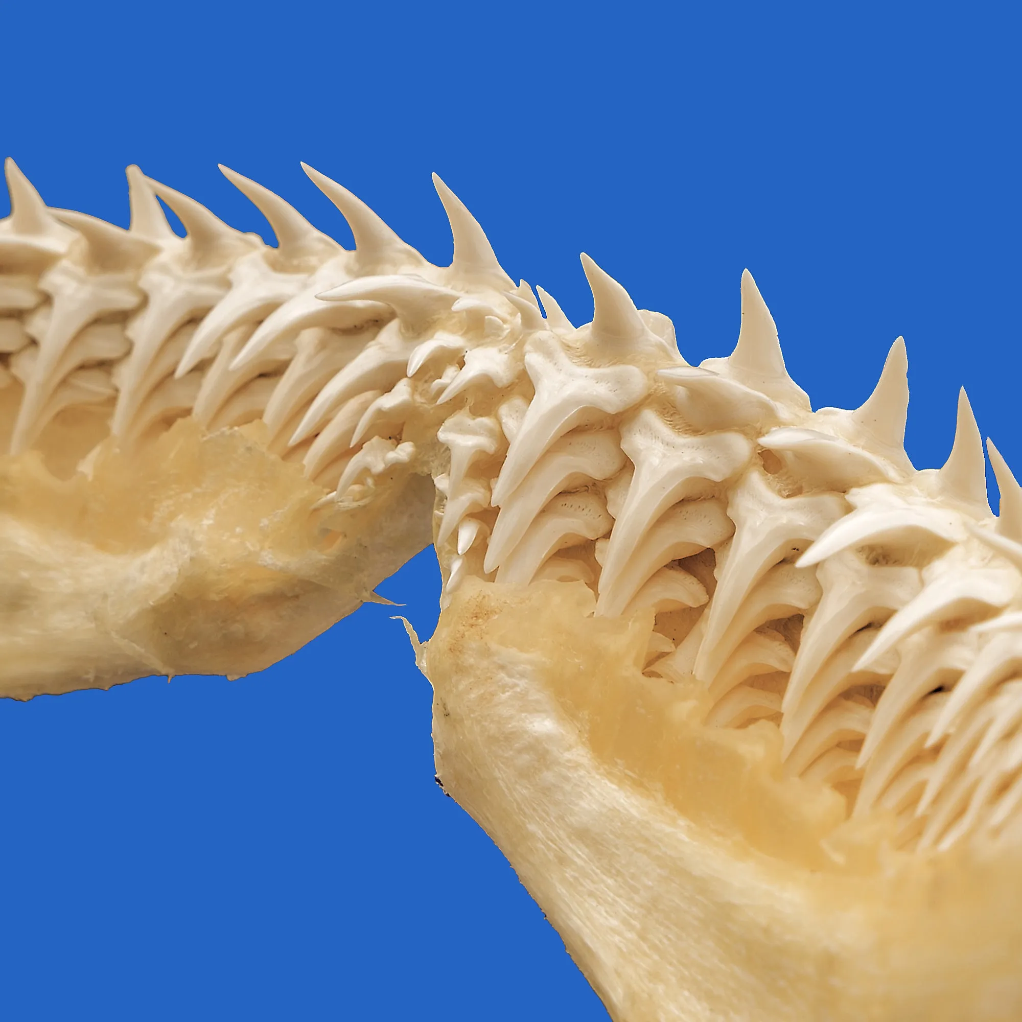 Lemon Shark Jaws LS4