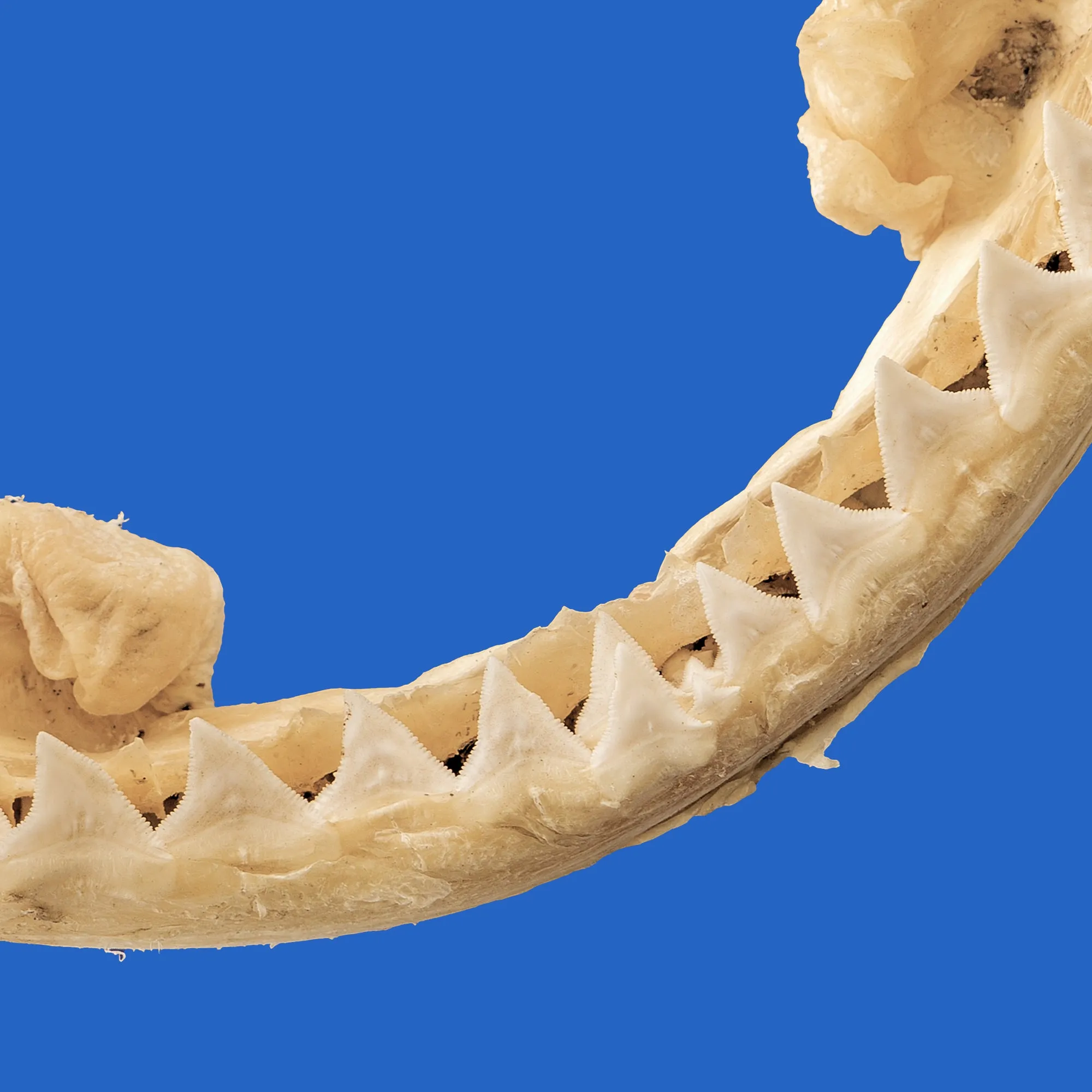 Shark Jaw For Sale PE21