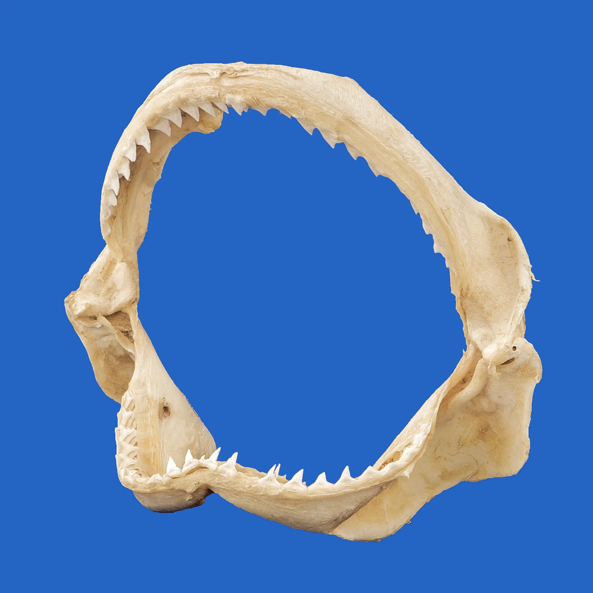 Shark Jaw For Sale PE21