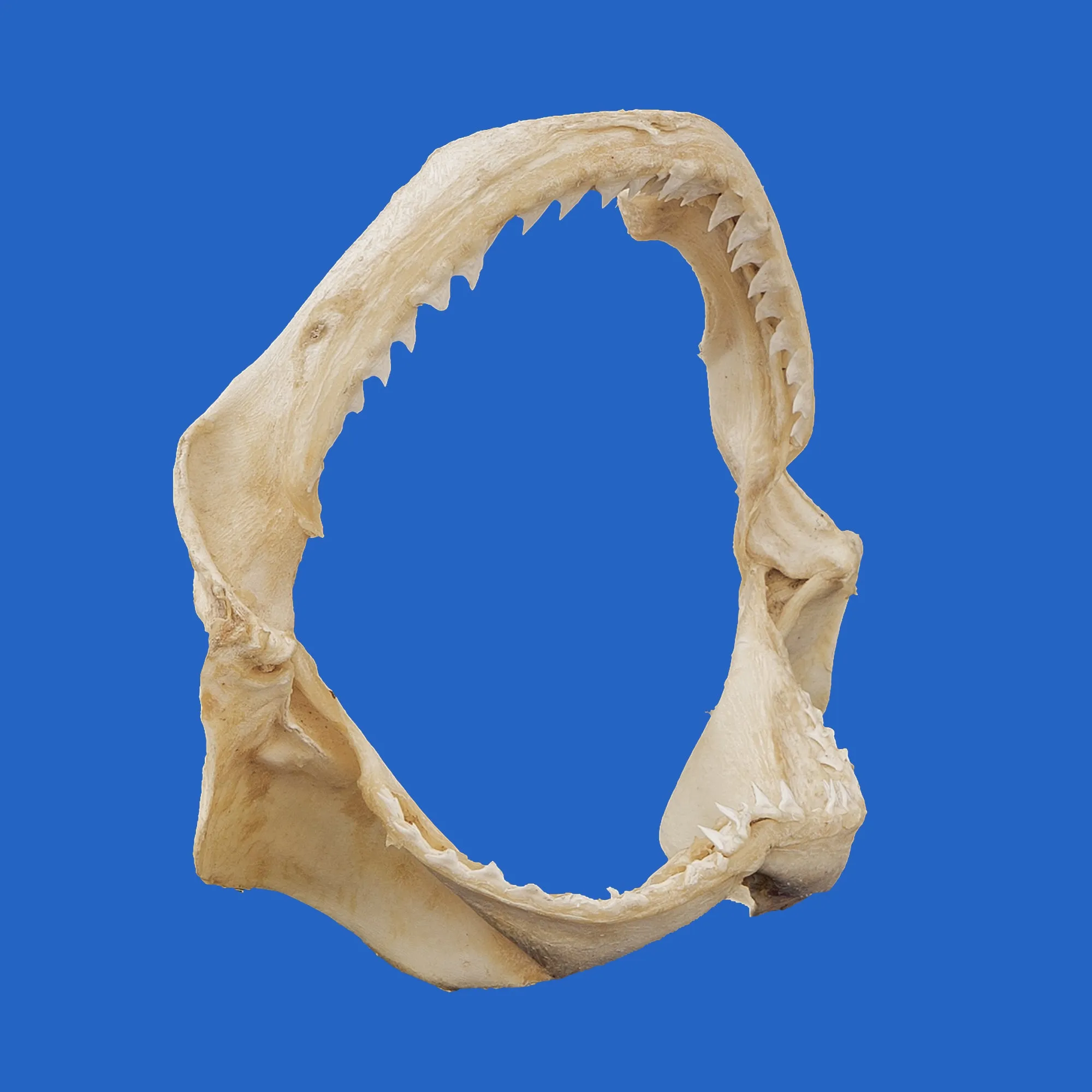 Shark Jaw For Sale PE21