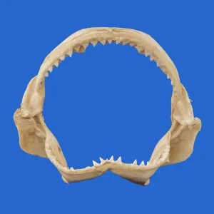Shark Jaw For Sale PE21